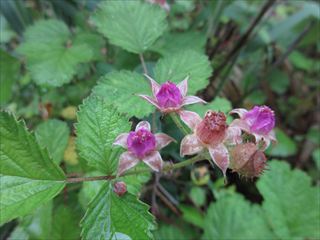 ナワシロイチゴ